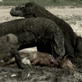 Raw Nature: Hungry Hungry Dragons