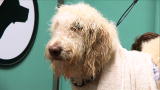 Groomer Has It 2: Vacuum Clipping