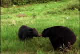Ms. Adventure: Bear Courting