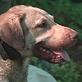Breed All About It: Chesapeake Bay Retriever