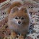 Bissell Pet Games Week 5: How Much is That Doggy in the ...