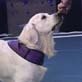 Pet Star: Norton