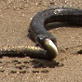 News: Raw: Snake Eats Eel