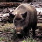 Pig Bomb: Hog Hunting