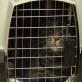 Petfinder: Cat Carrier