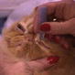 Cat People: Isenberg Champion