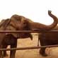 The Pet Psychic: Two Special Elephants
