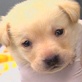 Emergency Vets: Helping Missy