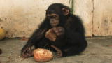 Escape to Chimp Eden: How to Teach a Chimpanzee
