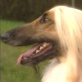 Breed All About It: Afghan Hound