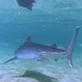 Shark Week: What Sharks Eat