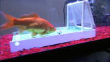 Most Outrageous: Amazing Goldfish