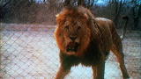A Lion Called Christian: Christian Meets His First Lion