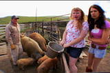 G Word: This Little Piggy
