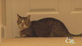 Housecat Housecall: Roscoe and Tigger