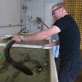 Shark Week Mini Myths: Rule of ... Fin