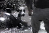 Weird True & Freaky: Dog Rescue From An Anaconda