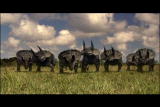 Dinosaurs: Triceratops: Tough Customers