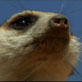 play video on Discovery Channel
