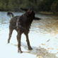 Time Warp: The Wet-Dog Shake