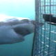 Shark Week: Shark Targets