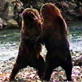 Untamed and Uncut: Grizzly Bear Battle