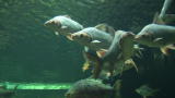 News: Amazon River Creatures