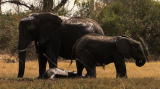 Elephants Breaking Boundaries: An Elephant Oasis