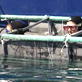 Sharkman: In the Cage