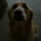 Bissell Pet Games Week 5: Jetti's Treat