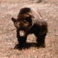 Magnificent Moments: Grizzly Capture Gone Wrong