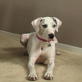 Petfinder: Deaf Dogs