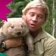 Steve Irwin Koala