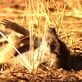 Meerkat Manor: Comfort