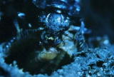 Fooled by Nature: Sexton Beetles