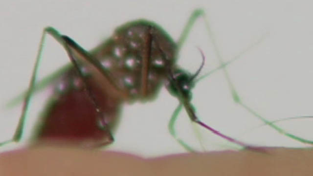 Jaws and Claws 2: Deadly Mosquitos
