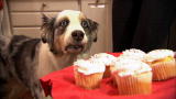 Its Me or the Dog: Away! Far Far Away