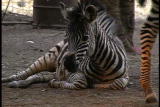 Growing Up Zebra: Wildlife Drought Trauma