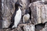 Nature's Most Amazing Events: Baby's First Flight