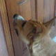 Bissell Pet Games Week 7: Charlie Opening The Door