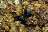 What's To Love: Dung Beetles