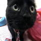 Animal Cops Philadelphia: Update on Overweight Rescue