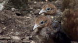 News: Great Argus Pheasant