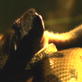 Killer Clips: Duckling vs. Anaconda