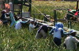 G-Word Online Clips: Pineapple Plantation