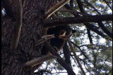 Jeff Corwin Experience: Jeff Corwin Tracking Bear