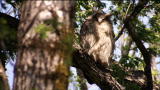 WildRussia: The Fishing Owl