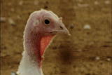 HowStuffWorks: Free Range Organic Turkey