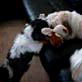 Bissell Pet Games Week 7: Dogs Playing With Their Monkey