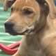 Puppy Bowl II: Puppies in Action